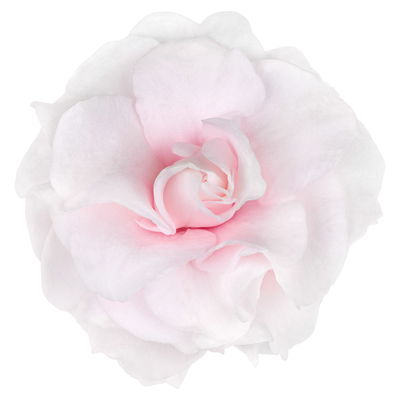 Fleißiges Lieschen, Farbe zufällig, gefüllt, Topf -Ø 12 cm, 6 Pflanzen