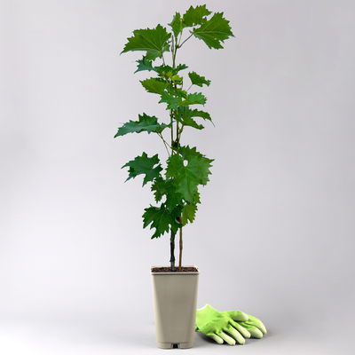 Tafeltraube 'Muscat Bleu®' Tafeltraube 'Muscat Bleu®'