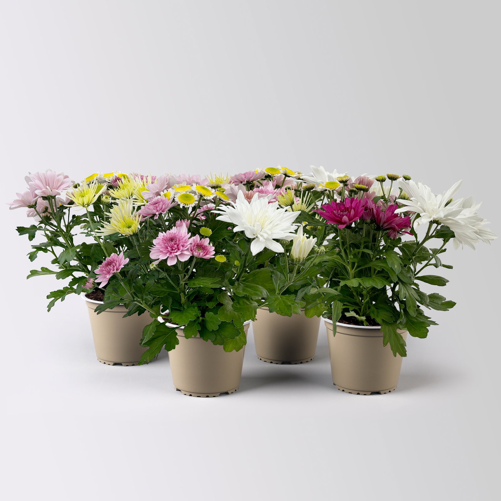 Chrysanthemen 'Bouquet', rosa-weiß-bordeaux-gelb, Topf-Ø 14 cm, 4 Pflanzen Chrysanthemen 'Bouquet', rosa-weiß-bordeaux-gelb, Topf-Ø 14 cm, 4 Pflanzen