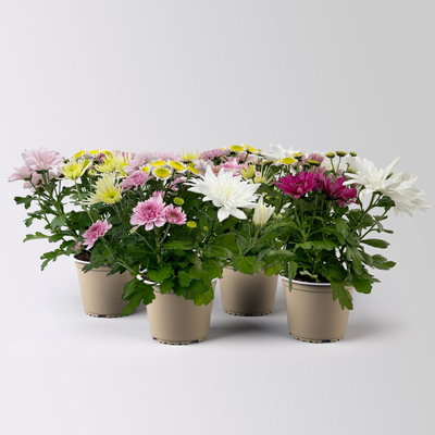 Chrysanthemen 'Bouquet', rosa-weiß-bordeaux-gelb, Topf-Ø 14 cm, 4 Pflanzen Chrysanthemen 'Bouquet', rosa-weiß-bordeaux-gelb, Topf-Ø 14 cm, 4 Pflanzen