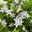 Polster-Glockenblume 'Adansa® White' weiß, Ampeltopf-Ø 19 cm