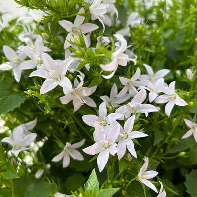 Polster-Glockenblume 'Adansa® White', weiß, Ampeltopf-Ø 19 cm, 2 Pflanzen