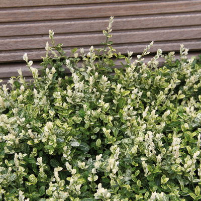 Euonymus fortunei 'Silverstone®', Topf-Ø 9 cm 9 cm, 12er-Set Euonymus fortunei 'Silverstone®', Topf-Ø 9 cm 9 cm, 12er-Set