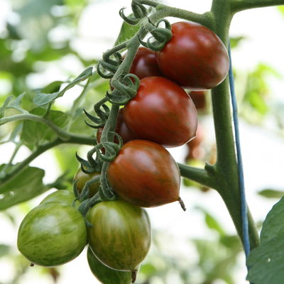 Blu Bio Cocktail-Tomatenpflanze 'Balkonia F1', Topf-Ø 12 cm, 6er-Set