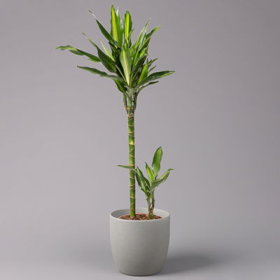 Duftender Drachenbaum 'Cintho', Topf-Ø 19 cm, , Höhe ca. 45 cm