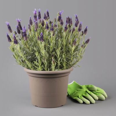 Lavendel 'Purple Flag' violett, Topf-Ø 23 cm