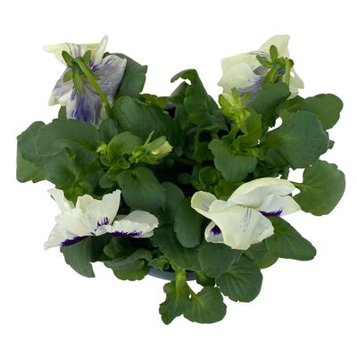 Stiefmütterchen, weiß, Sorte zufällig, Topf-Ø 13 cm, 6 Pflanzen