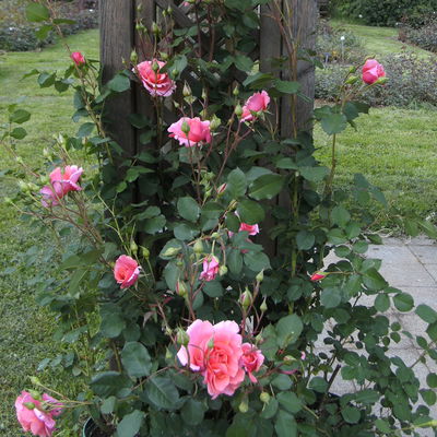 Duftende Kletterrose 'Alibaba®' (Synonym Bad Homburg), lachsrosa, Topf 5 Liter Duftende Kletterrose 'Alibaba®' (Synonym Bad Homburg), lachsrosa, Topf 5 Liter