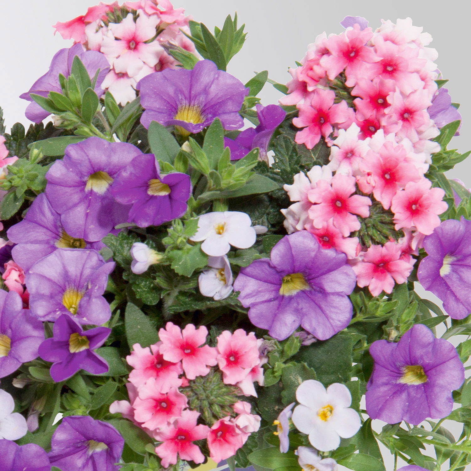 Sommerblumen-Mix, nach Verfügbarkeit, Topf-Ø 13 cm, 3 Pflanzen