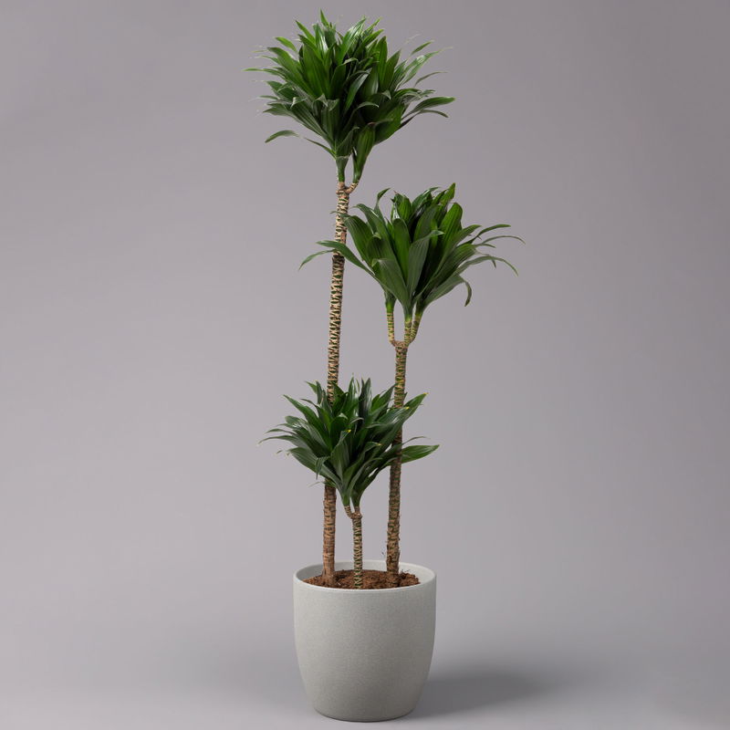 crassula afra variegata Portulacaria afra f. variegata – Surreal Succulents