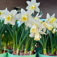 Zwiebelpflanzen-Set Romantik, rosa-lila-weiß, 9 Pflanzen