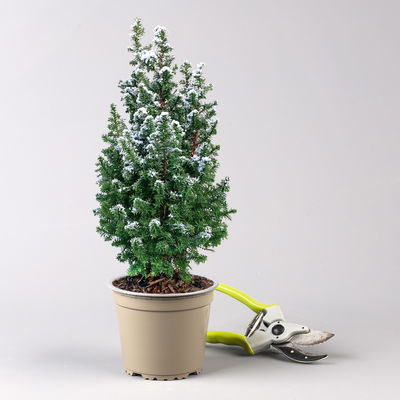 Kegelzypresse 'Top Point', weiß beschneit, Topf-Ø 13 cm, 6 Pflanzen