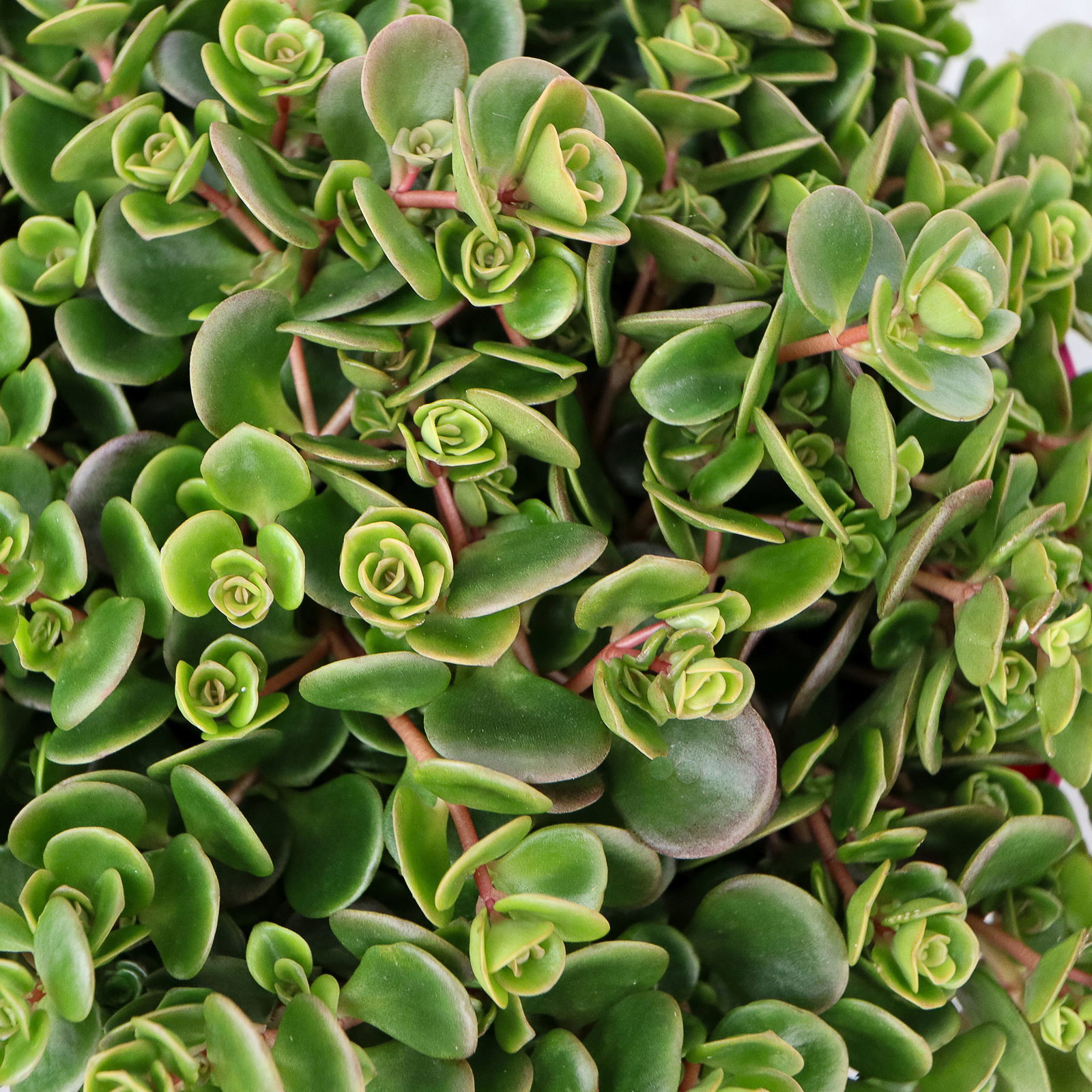 Fetthenne, gelb, Topf 9x9 cm, 3 Pflanzen