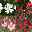 Oleander, Stamm, Farbe zufällig, Topf-Ø 22 cm, Höhe ca. 80 cm