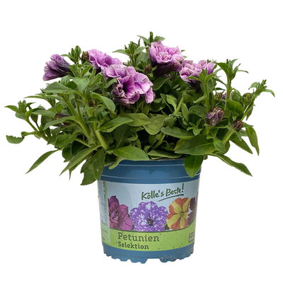 Petunien 'Pearl Fame' lila geadert, gefüllt, Topf 13 cm Ø, 6 Pflanzen