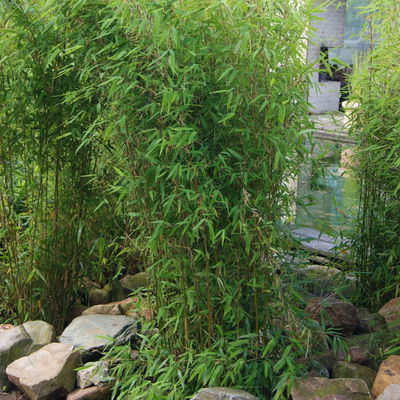 Aufrechter Gartenbambus 'Obelisk'Ⓢ, Topf 20 Liter, 10 Stück Aufrechter Gartenbambus 'Obelisk'Ⓢ, Topf 20 Liter, 10 Stück