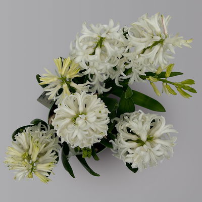 Hyazinthe weiß, vorgetrieben, Topf-Ø 15 cm, 3 Pflanzen Hyazinthe weiß, vorgetrieben, Topf-Ø 15 cm, 3 Pflanzen