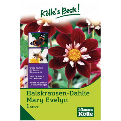 Halskrausen-Dahlie 'Mary Evelyn', rot, 1 Blumenknolle Halskrausen-Dahlie 'Mary Evelyn', rot, 1 Blumenknolle