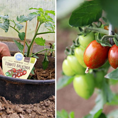 Blu Bio Cocktail-Tomatenpflanze 'Balkonia F1', Topf-Ø 12 cm, 6er-Set