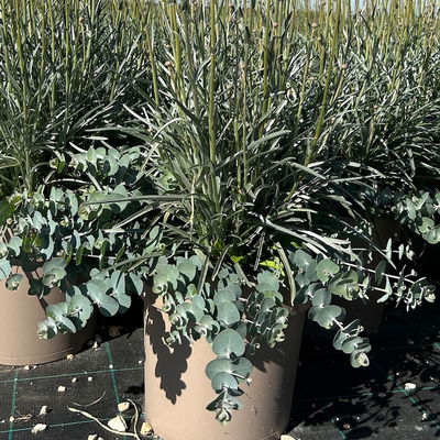 Craspedia & Eukalyptus Duo, gelb & blaugrün, Topf-Ø 27 cm