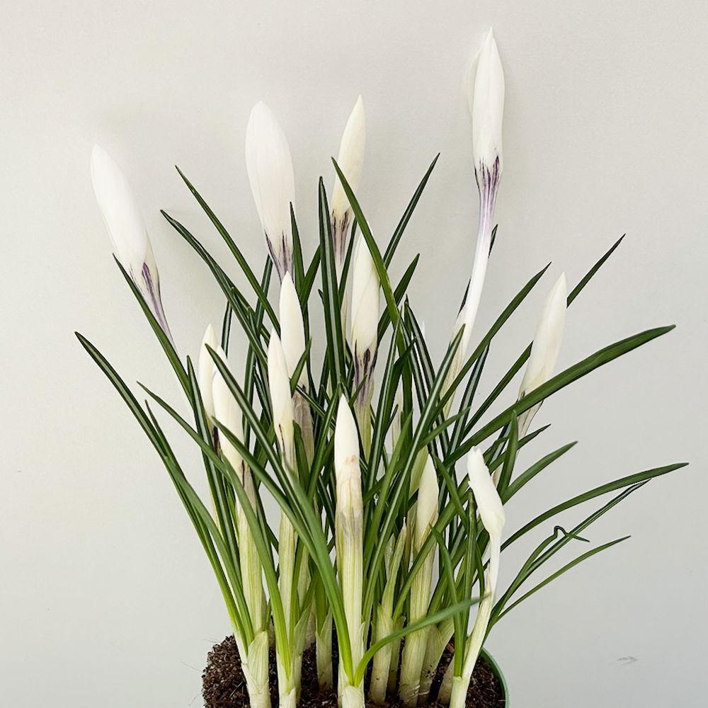 Krokus 'Jeanne d'Arc', weiß, vorgetrieben, Topf-Ø 10,5 cm, 6 Pflanzen Krokus 'Jeanne d'Arc', weiß, vorgetrieben, Topf-Ø 10,5 cm, 6 Pflanzen