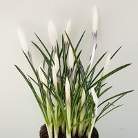 Krokus 'Jeanne d'Arc', weiß, vorgetrieben, Topf-Ø 10,5 cm, 6 Pflanzen Krokus 'Jeanne d'Arc', weiß, vorgetrieben, Topf-Ø 10,5 cm, 6 Pflanzen