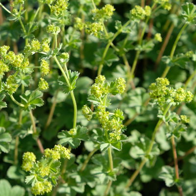 Bio Zwerg-Frauenmantel, grün-gelb, Topf 9x9 cm, 3 Pflanzen