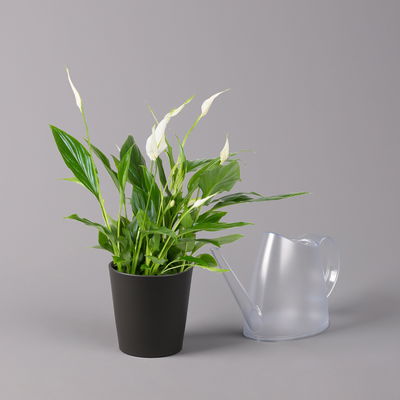 Einblatt 'Bellini', Topf-Ø 13 cm, mit Topf Dallas anthrazit, 3 Pflanzen