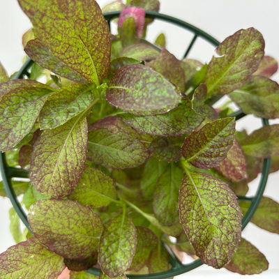 Kölle Bio Asia-Salat 'Garnet Giant', Topf-Ø 12 cm Kölle Bio Asia-Salat 'Garnet Giant', Topf-Ø 12 cm