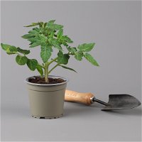 Tomatenpflanzen-Mix, Topf-Ø 12 cm, 5er-Set