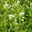 Bio Spornblume 'Albus' weiß, Topf-Ø 11 cm, 3er-Set Bio Spornblume 'Albus' weiß, Topf-Ø 11 cm, 3er-Set