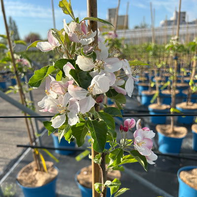 Kölle Bio Apfel 'Pinova', Unterlage M 26, Höhe 125/150, Topf 10 Liter
