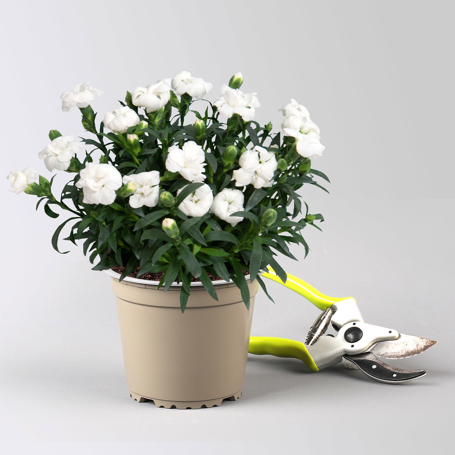 Dianthus 'Oscar®', weiß, Topf-Ø 13 cm, 6 Pflanzen