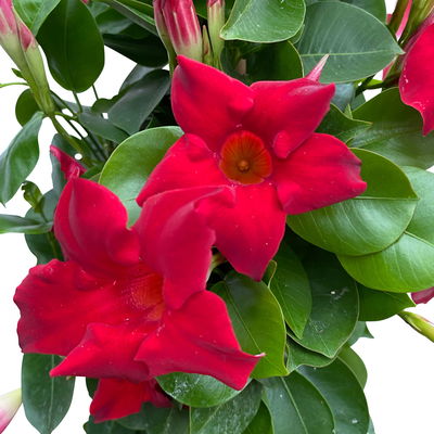 Dipladenie, rot, Pyramide, Topf-Ø 17 cm, Höhe ca. 70 cm, 2 Pflanzen