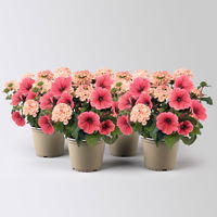 Eisenkraut/Petunien Duo, apricot, Topf-Ø 14 cm, 4 Pflanzen