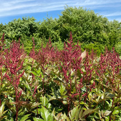 Bio Prachtspiere rot, Topf 11x11 cm, 3 Pflanzen Bio Prachtspiere rot, Topf 11x11 cm, 3 Pflanzen