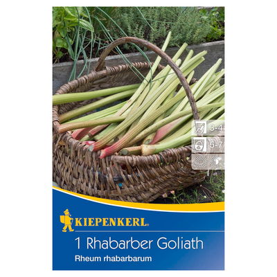 Kiepenkerl Rhabarber 'Goliath®' Kiepenkerl Rhabarber 'Goliath®'