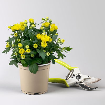 Chrysanthemen, gelb, Topf-Ø 10,5 cm, 8 Pflanzen Chrysanthemen, gelb, Topf-Ø 10,5 cm, 8 Pflanzen