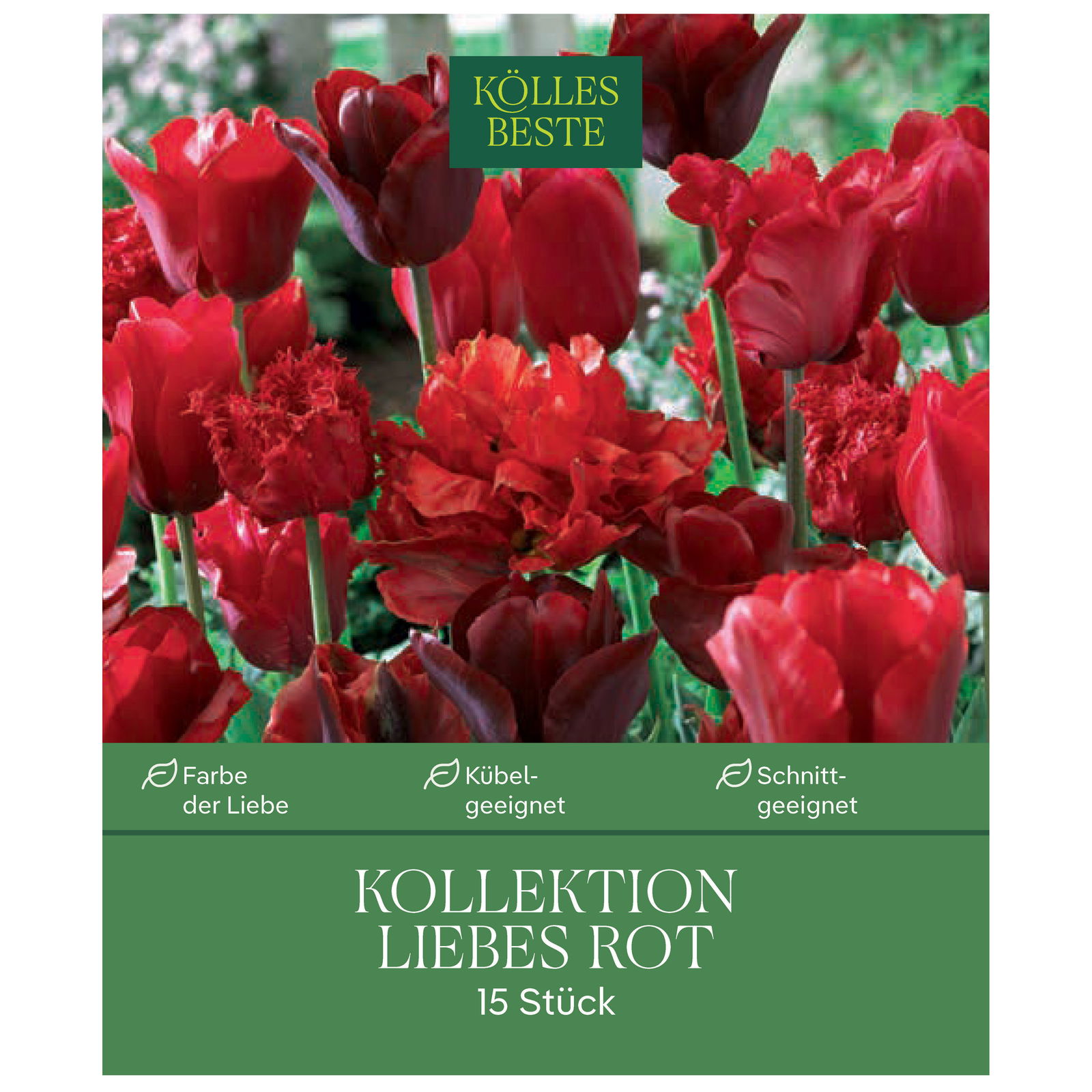 Tulpenmischung 'Liebes Rot', Größe 12+, 15 Blumenzwiebeln