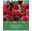 Tulpenmischung 'Liebes Rot', Größe 12+, 15 Blumenzwiebeln Tulpenmischung 'Liebes Rot', Größe 12+, 15 Blumenzwiebeln