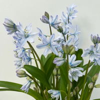 Zwiebelpflanzen-Set Frühlingsleuchten, blau-weiß-rot, 9 Pflanzen