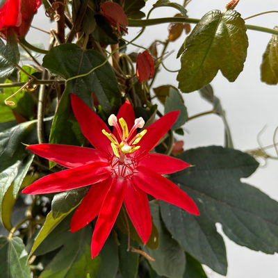 Passionsblume rot, Pyramide, Topf-Ø 17 cm, Höhe ca. 65 cm