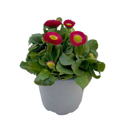 Tausendschön Farbe zufällig, Topf-Ø 12 cm, 6er-Set