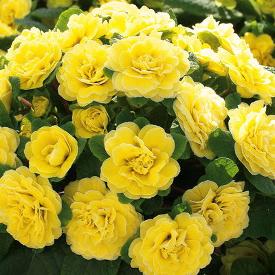 Primel 'Belarina', gelb, Topf-Ø 12 cm, 6 Pflanzen