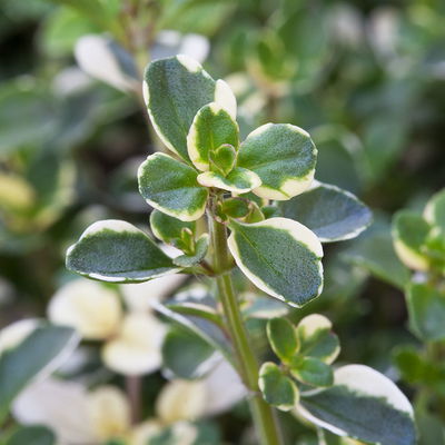 Bio Thymian 'Foxley', Topf-Ø 12cm Bio Thymian 'Foxley', Topf-Ø 12cm