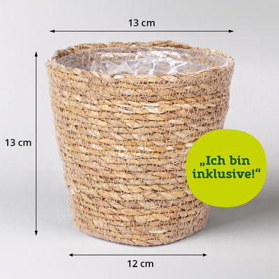 Vrisea 'Astrid' rot, mit Korb Maki, Höhe ca. 35 cm, Topf-Ø 12 cm Vrisea 'Astrid' rot, mit Korb Maki, Höhe ca. 35 cm, Topf-Ø 12 cm