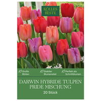 Darwin Hybride Tulpenmischung 'Pride', Größe 11/12, 20 Blumenzwiebeln