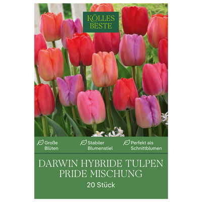 Darwin Hybride Tulpenmischung 'Pride', Größe 11/12, 20 Blumenzwiebeln Darwin Hybride Tulpenmischung 'Pride', Größe 11/12, 20 Blumenzwiebeln