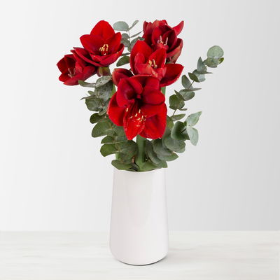 Schnittblumen-Mix aus 3 weihnachtsroten Amaryllis & 3 Eukalyptus Schnittblumen-Mix aus 3 weihnachtsroten Amaryllis & 3 Eukalyptus
