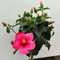 Hibiskus rosa, Stamm, Topf-Ø 19 cm, Höhe ca. 75 cm